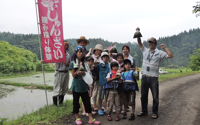 秋田ふるさとオーナー 三種町 里山のじゅんさい沼で摘み取り体験 秋田のグリーン ツーリズム総合情報サイト 美の国秋田 桃源郷をゆく