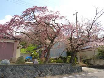 三船邸の枝垂れ桜とソメイヨシノ