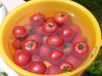 藤里産のトマト