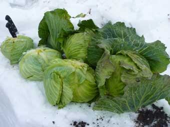 cabbage2