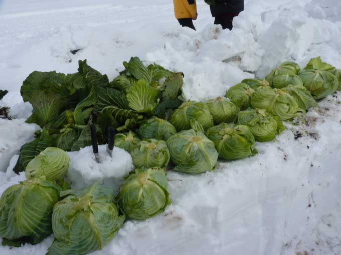 syuukaku-cabbage